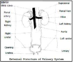 Excretion In Plant and Animals Class 10 Notes Science Free PDF
