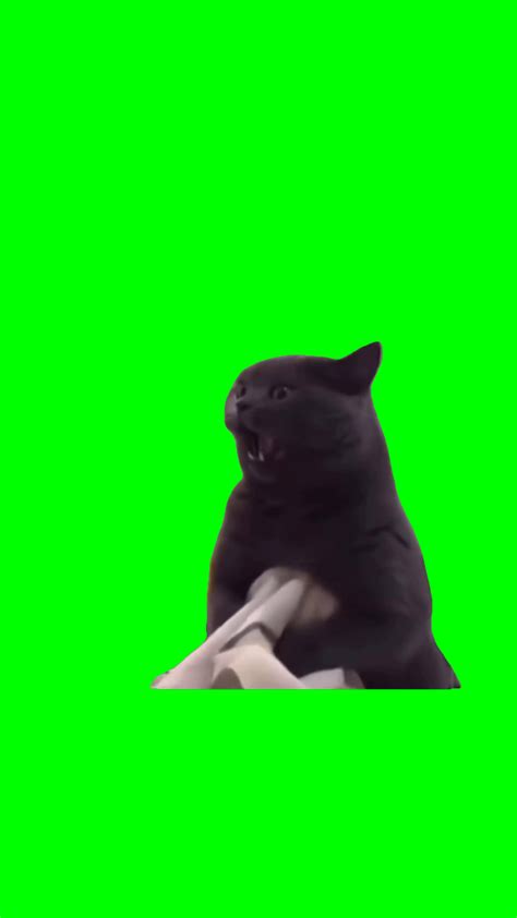 Evil cat green screen - Video Download MP4