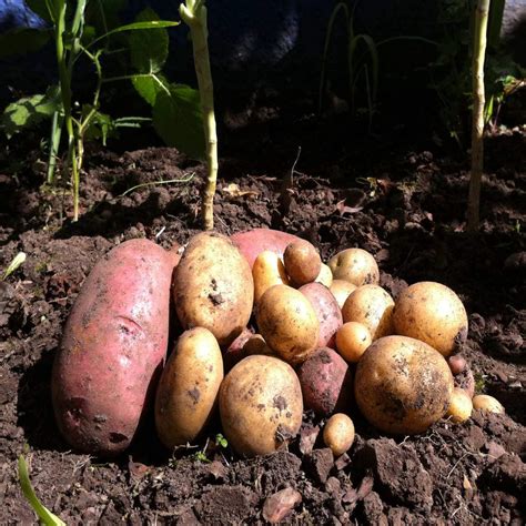 Can Potatoes And Sweet Potatoes Grow Together at Preston Lamb blog