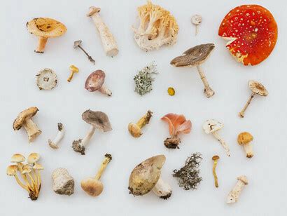 Las plantas se comunican mediante una red formada por hongos | Meer