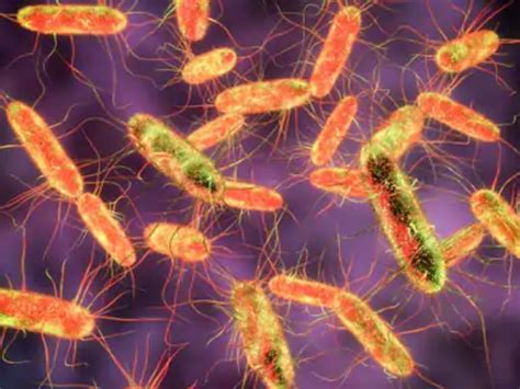 Salmonella bacteria found in the chocolate plant that damage the ...