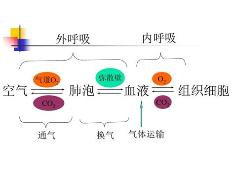 病理生理第16章_呼吸衰竭精品文档_word文档免费下载_文档大全