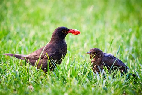 Do Birds Eat Strawberry Tops at Hayden Champ blog