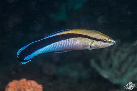 Cleaner Wrasse Care