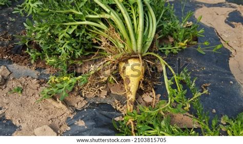 Image result for Maca Tree