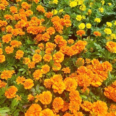 French Marigold Seeds Mix - 1000 Pcs Annual Compact Heat & Drought ...