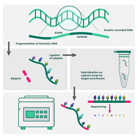 Whole Exome Sequencing Developmental Delay at Edward Oneal blog