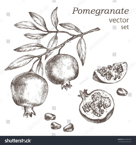 Pomegranate Tree Drawing Easy at Rose Hutchinson blog