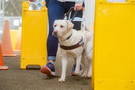 Image result for Guide Dog Training Basics