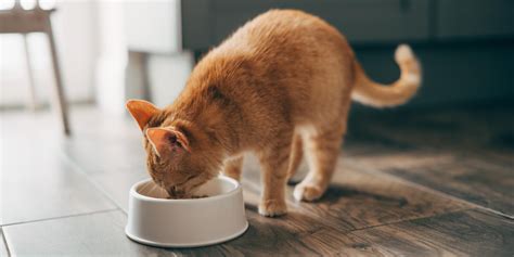 Why Are Cats Scared of Cucumbers: The Mystery Solved | Purina US