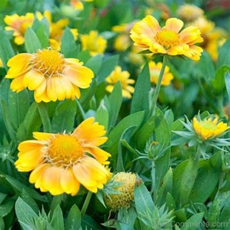 Lovely Gaillardia X Grandiflora Flowers - DesiComments.com