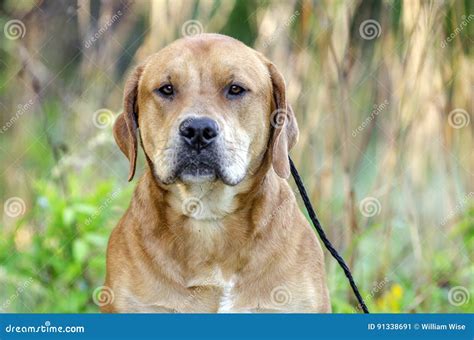 Red Labrador Mastiff Mixed Breed Dog Stock Image - Image of county ...