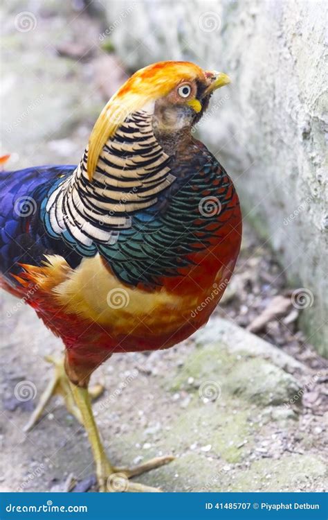 Golden Pheasant, Red Golden Pheasant, Chinese Pheasant Stock Image ...