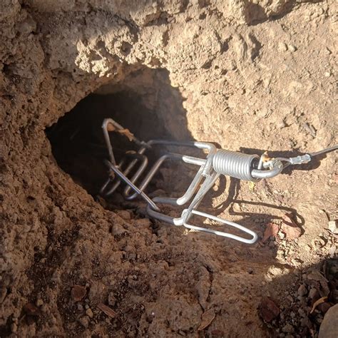 Image result for Gopher Traps