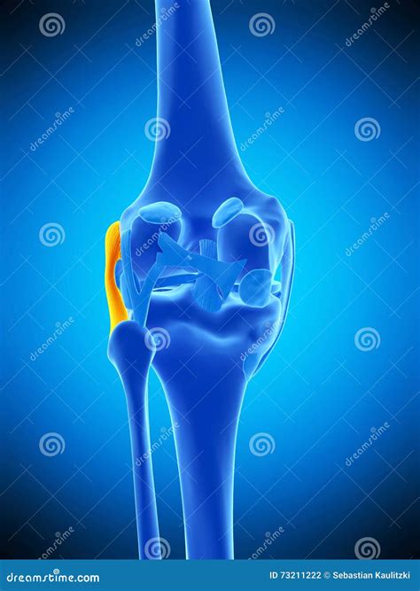 The Fibular Collateral Ligament Stock Illustration | CartoonDealer.com #73211074