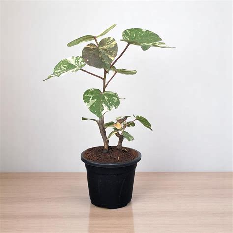 Buy Pink Ball Tree - Dombeya wallichii online at best price