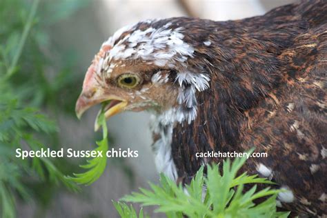 Speckled Sussex Chickens - Baby Chicks for Sale | Cackle Hatchery®
