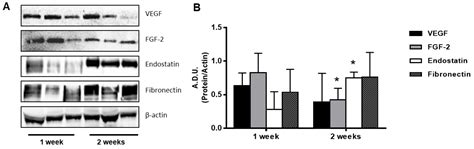 Comparison of the Effect of Two Hyaluronic Acid Preparations on ...