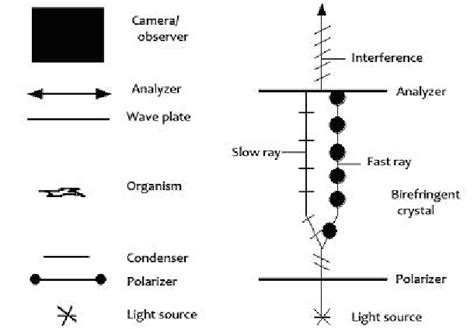 Polarizing Light Microscope 的图像结果