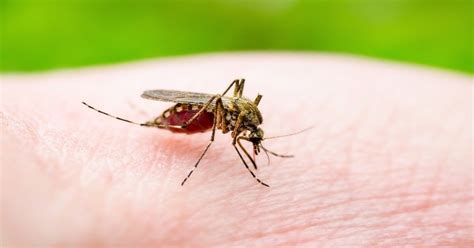 Explained: Japanese Encephalitis (JE) And What Does A New Study Suggest