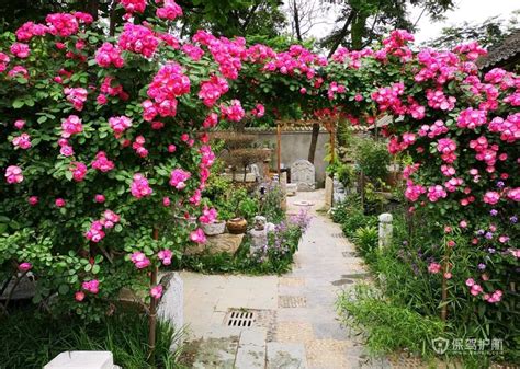 西安这个村家家都种花，有人花20年时间把家整成立体花园，太美了