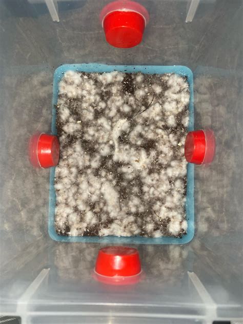 Just set up this tub three days ago : r/MagicMushrooms