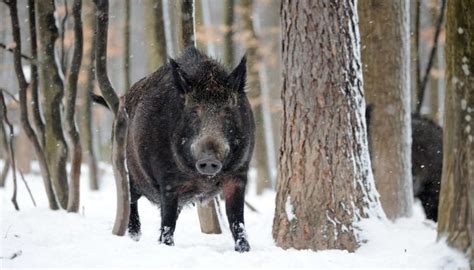 Wild Hog Hunting in Pennsylvania | Gone Outdoors | Your Adventure Awaits