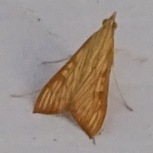 Urban Moths : Sourendu Gupta