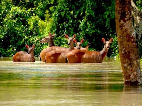 To Prevent Animal Deaths In Floods, Govt To Build A 32-km Artificial ...