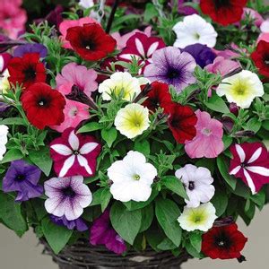 SeedsVille Petunia Mixed Color Flower F1 Hybrid Seeds - 30, All Season ...
