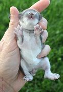 Image result for Fawn Harlequin Holland Lop
