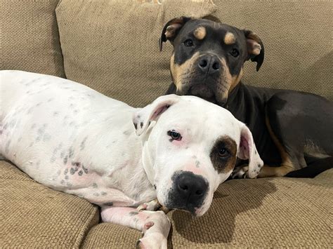 Wolf Trap Animal Rescue | Best Friends Animal Society