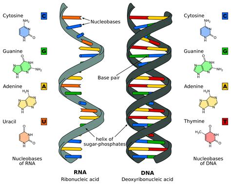 DNA Replication - Structure - Stages of Replication - TeachMePhyiology