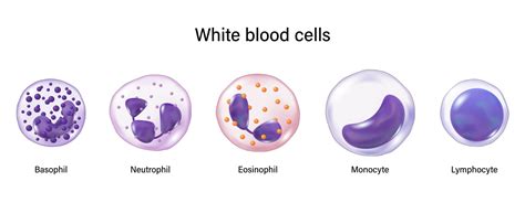 What causes low white blood cells? | Cabot Health