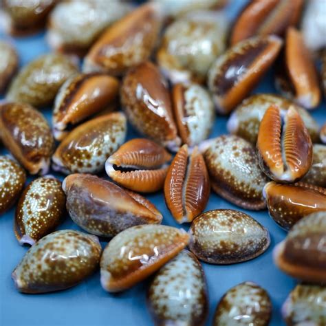 Image result for Shell Craft Designs