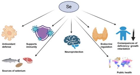 Unveiling the Role of Selenium in Child Development: Impacts on Growth ...
