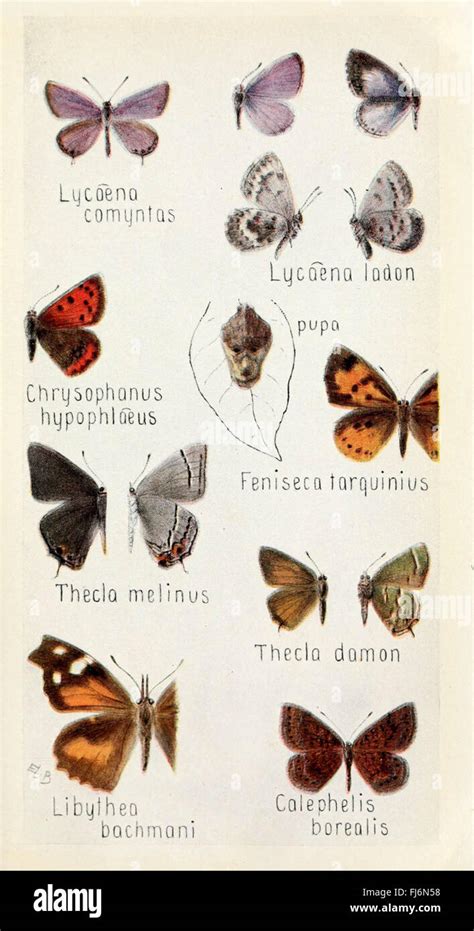 Image result for Insect Guide