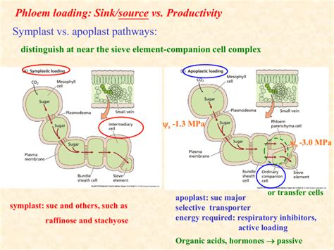 Phloem Loading a Level 的图像结果