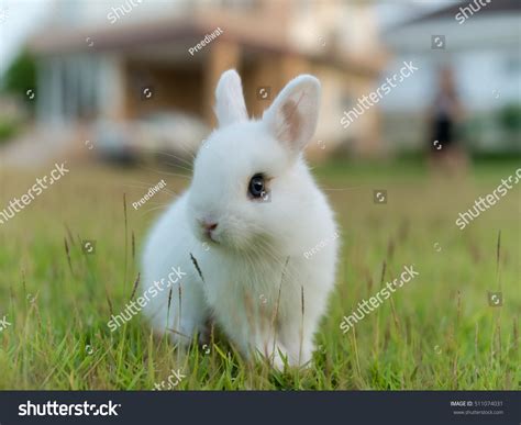 1,550 Netherland Dwarf Rabbits Images, Stock Photos, 3D objects ...