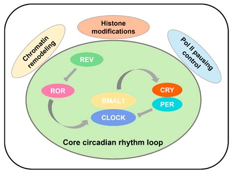 Epigenetic Mechanisms in the Transcriptional Regulation of Circadian Rhythm in Mammals