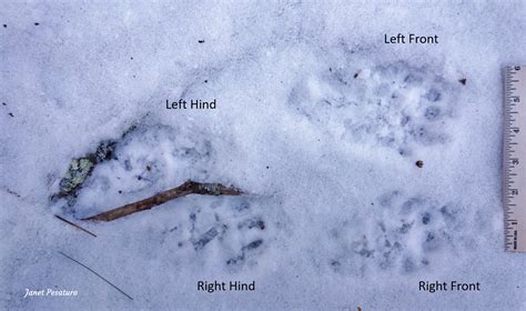 Fisher Cat Paw Prints at Donald Altman blog
