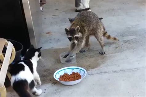 Raccoon Steals Cats' Food And Makes A Great Escape (VIDEO) | HuffPost