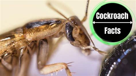 German Cockroach Life Cycle - A Complete Visual Guide - The Cockroach Facts