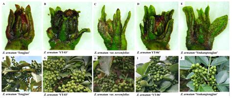 Karyotype and Phylogenetic Relationship Analysis of Five Varieties and ...