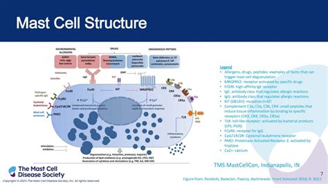 Image result for Mast Cells Explained