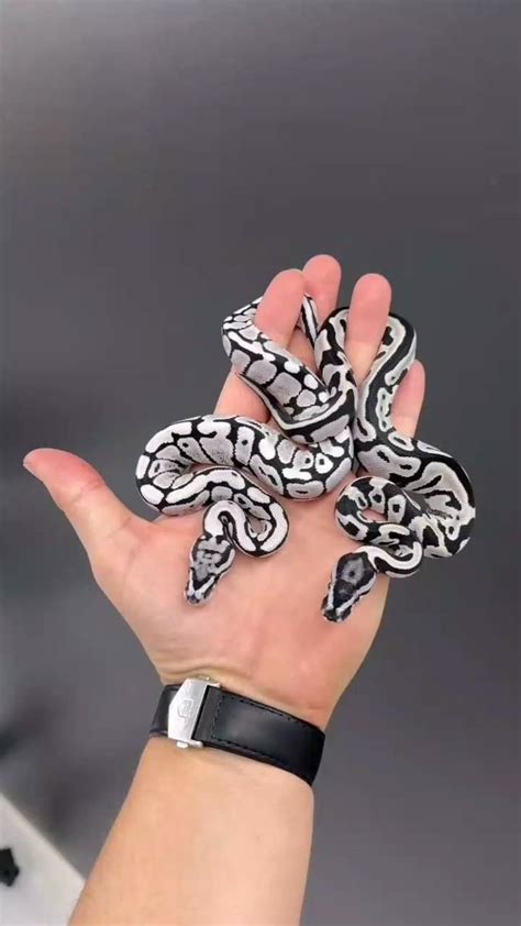 Image result for Rarest Color Ball Python