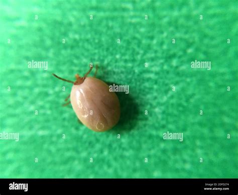 This engorged tick, collected in Annapolis, Maryland is likely a female ...