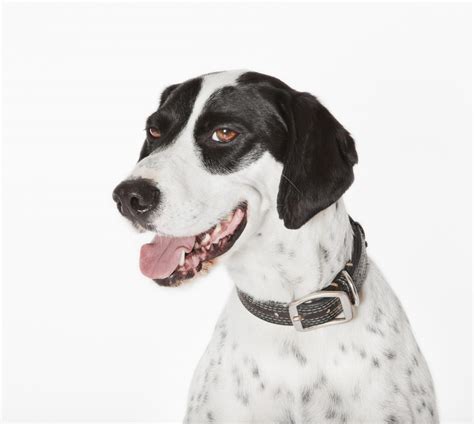 English Pointer Hound Mix