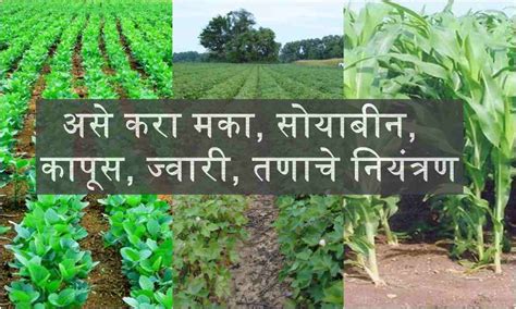 Weed Control: असे करा मका, सोयाबीन, कापूस, ज्वारी, पिकांमधील तणाचे नियंत्रण
