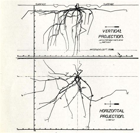 Image result for Cherry Tree Root System